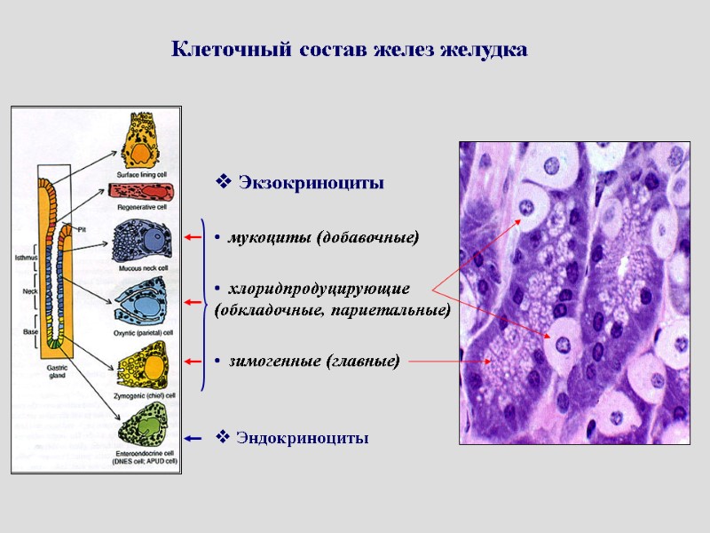 Клеточный состав желез желудка  Экзокриноциты  мукоциты (добавочные)  хлоридпродуцирующие (обкладочные, париетальные) 